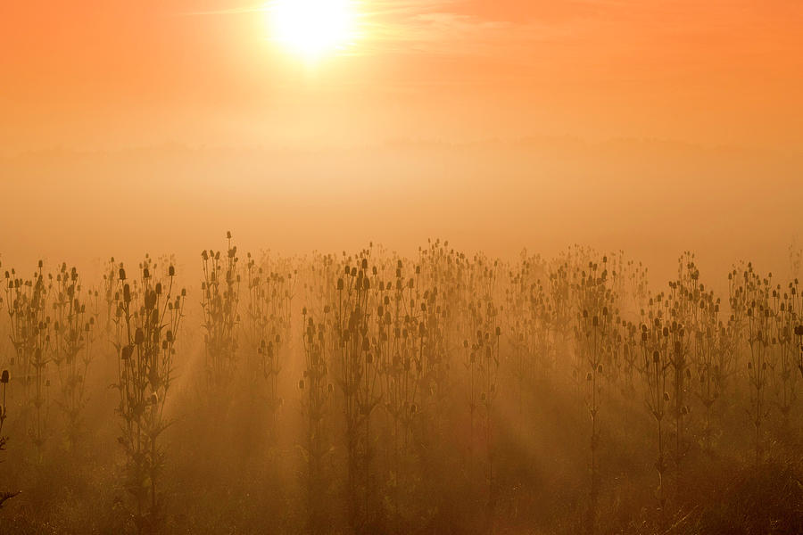 Nature Photograph - Mystic foggy sunrise by Ognian Setchanov