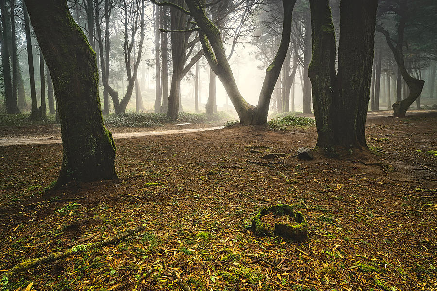 Mystic Forest I Photograph by Marco Oliveira