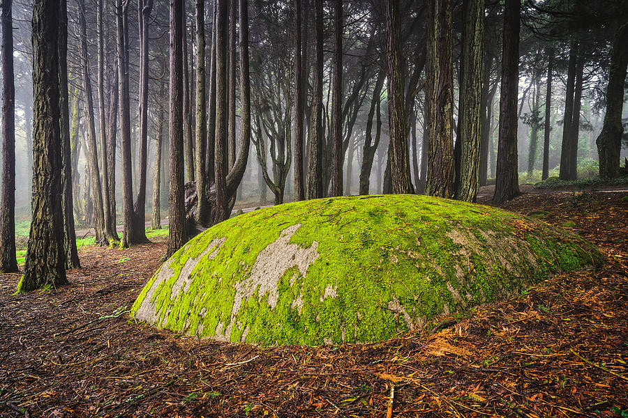Mystic Forest II Photograph by Marco Oliveira