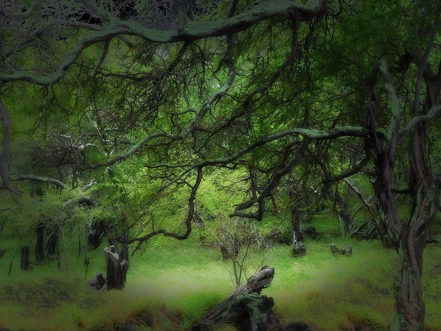 Mystic Forest Photograph by Lori Seaman