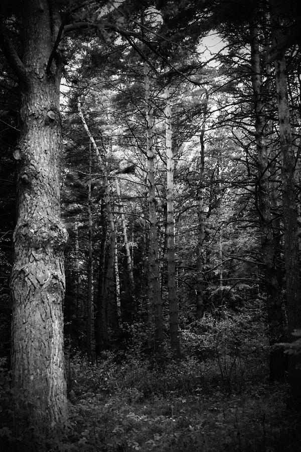 Mystic Forest Photograph