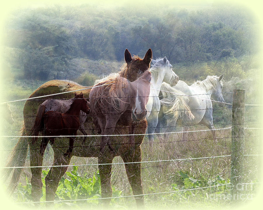 Mystic Horses Photograph by Rick Rauzi
