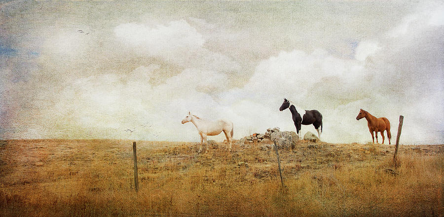 Horse Photograph - Mystic Horses  by Theresa Tahara