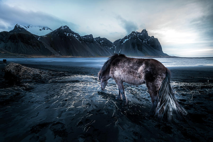 Mountain Photograph - Mystic Icelandic Horse by Larry Marshall