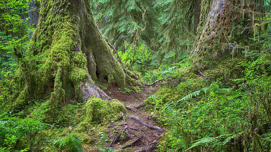 Mystic Journey - Hoh Rain Forest Photograph by Stephen Stookey