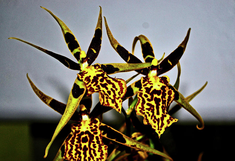 Mystic Maze Orchid 001 Photograph by George Bostian
