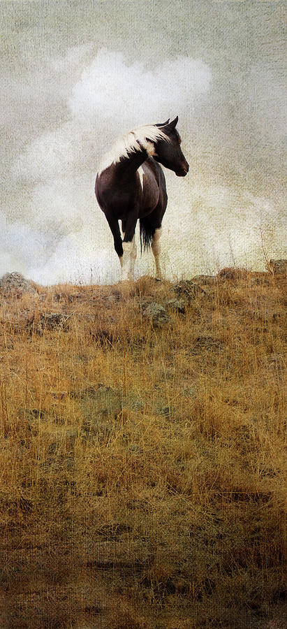 Horse Photograph - Mystic Pony by Theresa Tahara