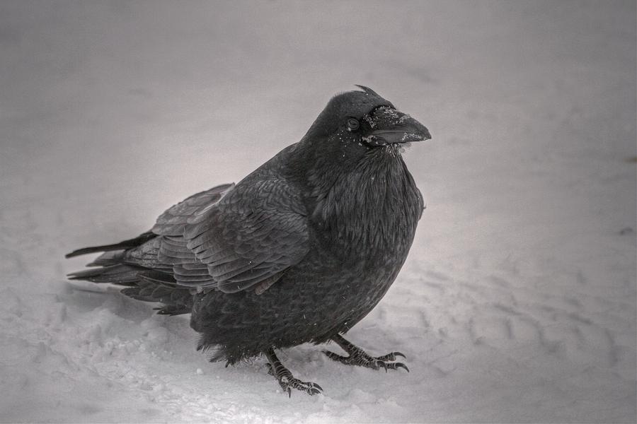 Mystic Raven Photograph by Sam Amato