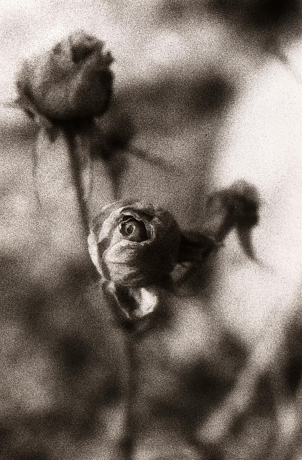 Mystic Rose Photograph by Marilyn Hunt