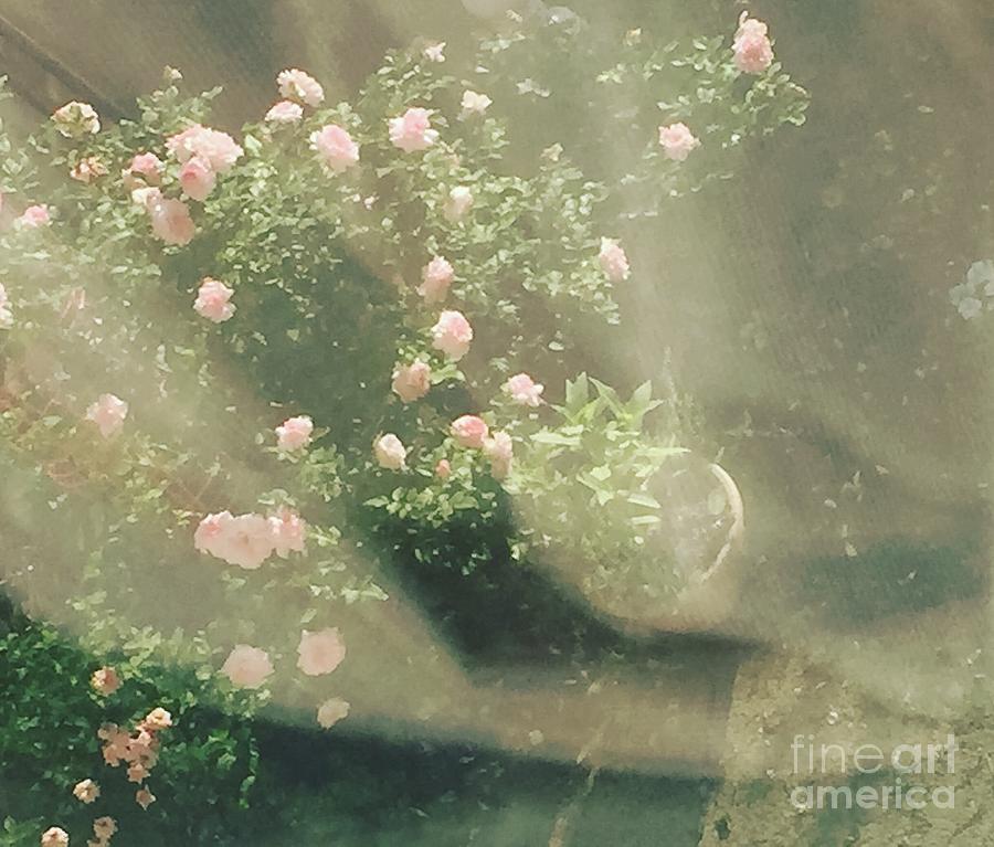 Mystic  Roses Photograph by Trilby Cole
