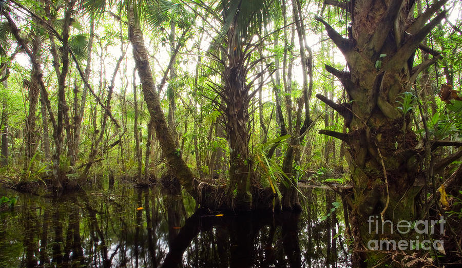 Jungle Photograph - Mystic Swamp by Matt Tilghman