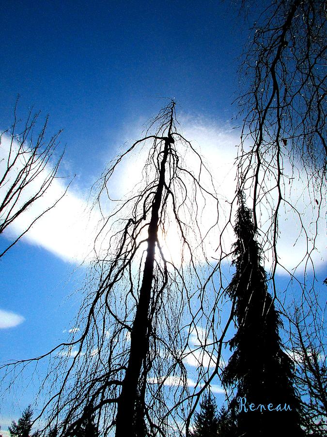 Mystic Trees 2 Photograph by A L Sadie Reneau