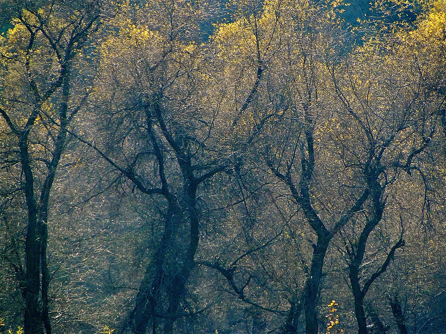 Mystic Trees Photograph by Liz Vernand