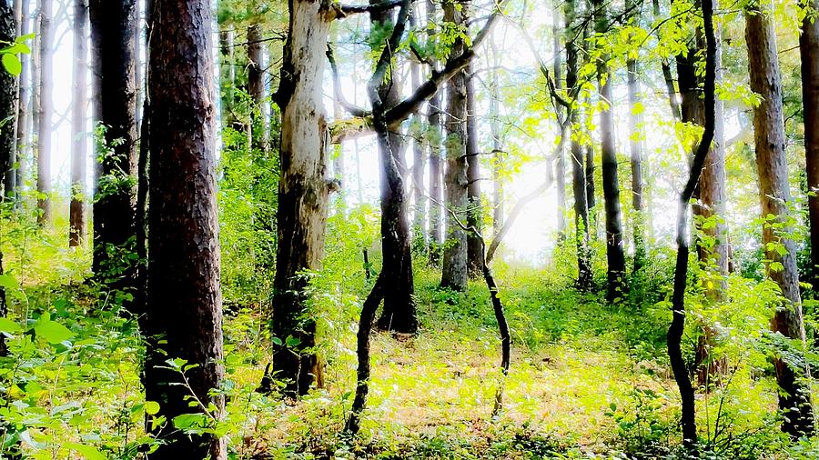 Mystic Woods Photograph by Mykul Anjelo