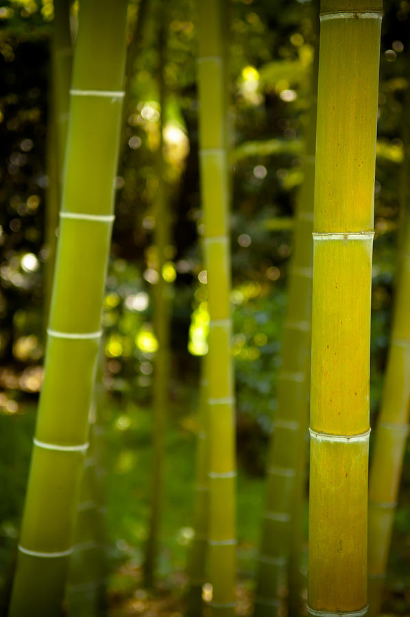 Abstract Photograph - Mystical Bamboo by Sebastian Musial