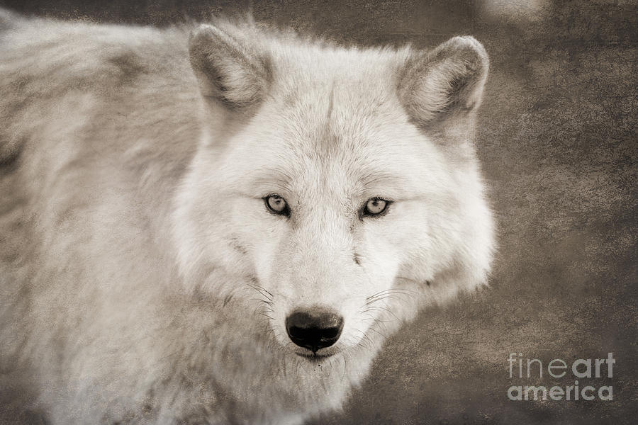 Wolves Photograph - Mystical Creature by Ana V Ramirez