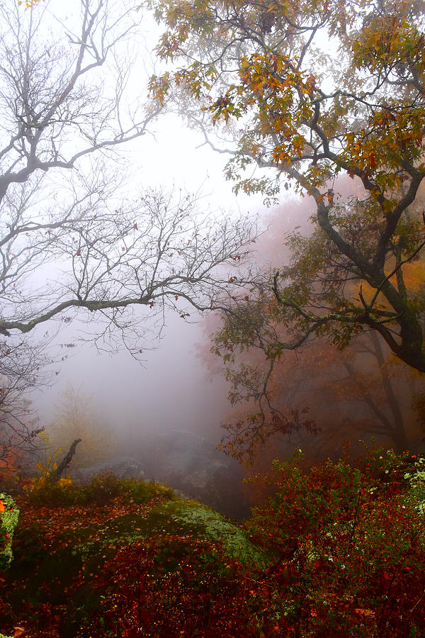 Mystical Fog 2 Photograph by Ann Keisling Mystical Fog 2 Photograph by Ann Keisling