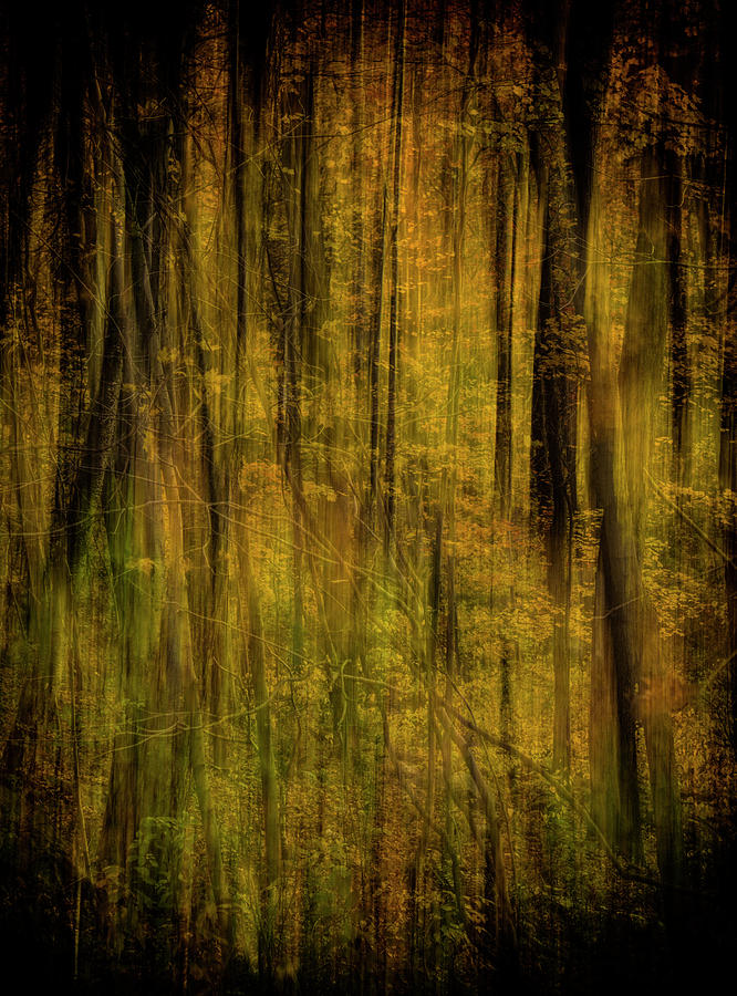 Mystical Forest Autumn Abstract Photograph