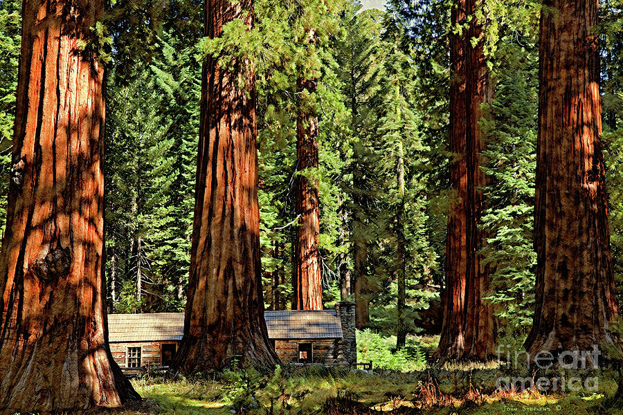 Mystical Giant Sequoias Cabin Photograph By John Stephens