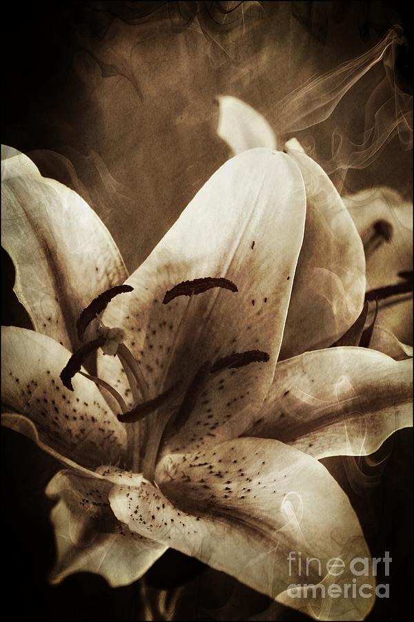 Mystical Lilies Photograph by Clare Bevan