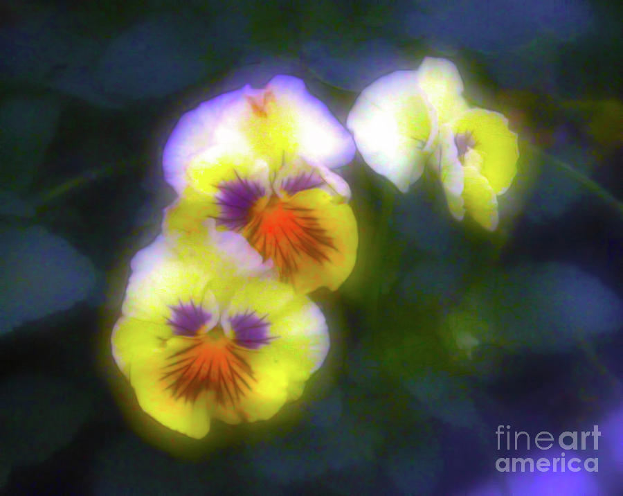 Mystical Pansies Photograph by Judi Bagwell
