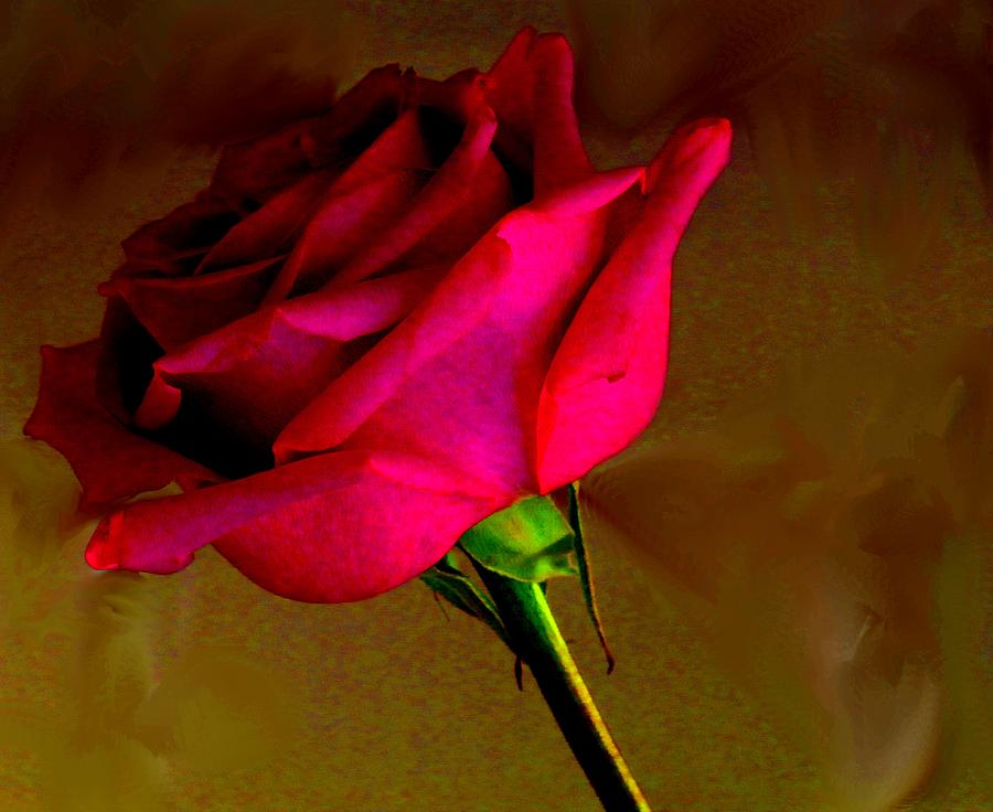 Mystical Rose Photograph by Ian  MacDonald