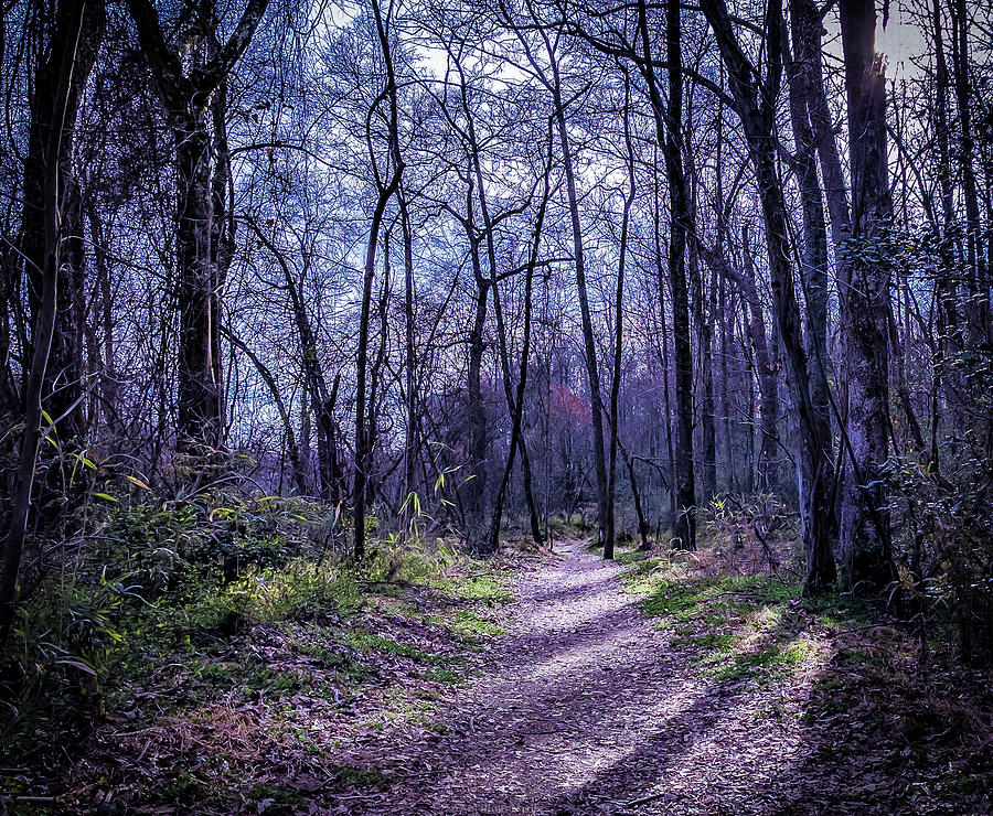 Mystical Trail Photograph