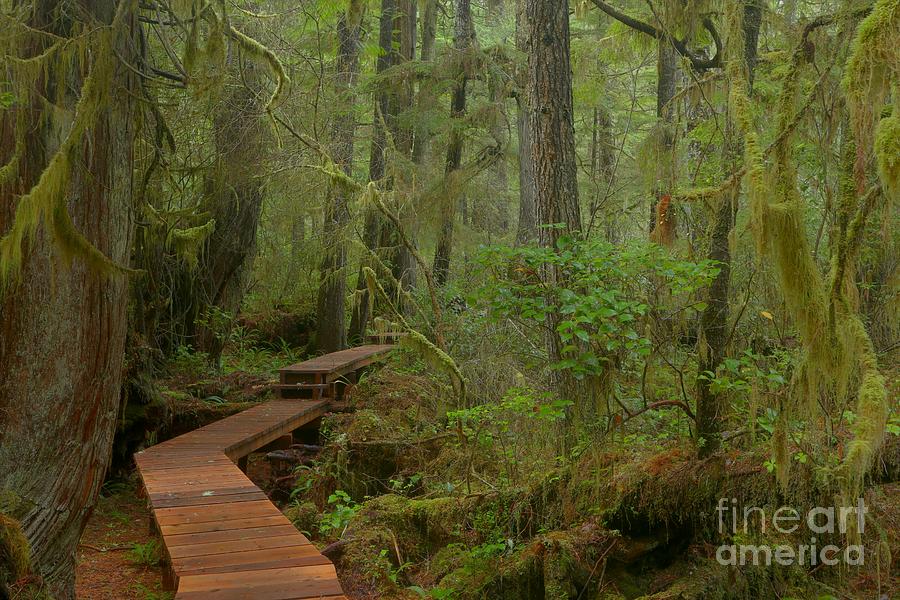 Mystical Willobrae Rainforest Photograph by Adam Jewell