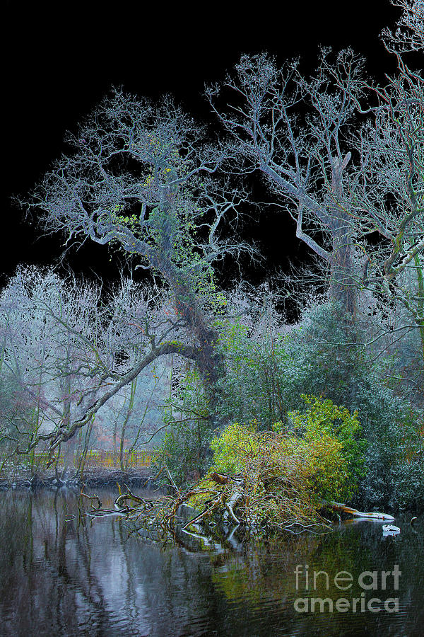 Mystical wintertree Photograph by Casper Cammeraat