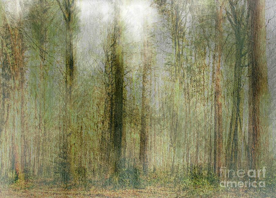 Mystical Woodland Photograph by Nick Eagles