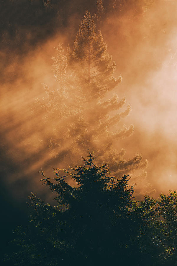 Mystical Woods Photograph by Vincent James