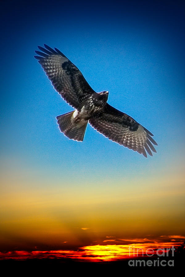Mystical World Sunrise- Bird Photograph