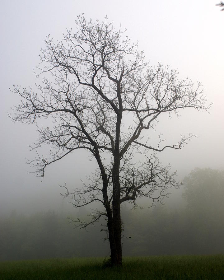 Mysty Tree 3 Photograph by Marty Koch