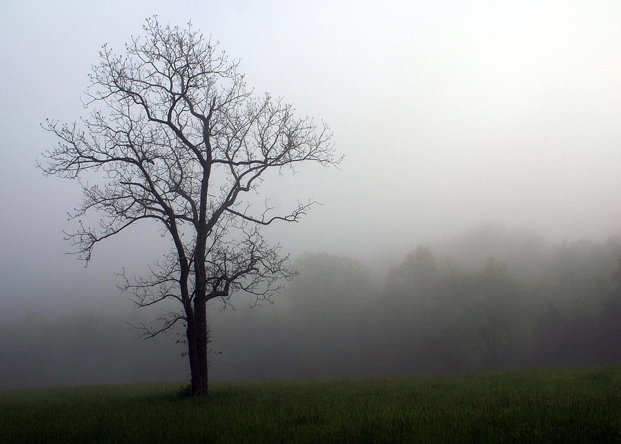 Mysty Tree Photograph by Marty Koch