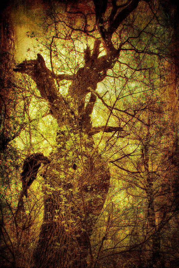 Mythical Forest Digital Art by Peter Fodor - Fine Art America