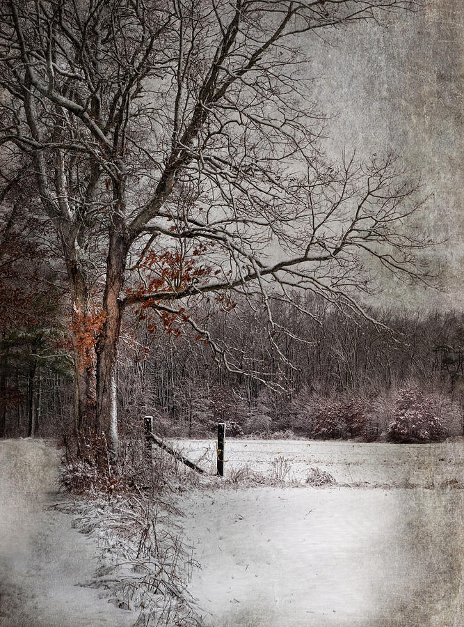 Winter Photograph - N by Robin-Lee Vieira