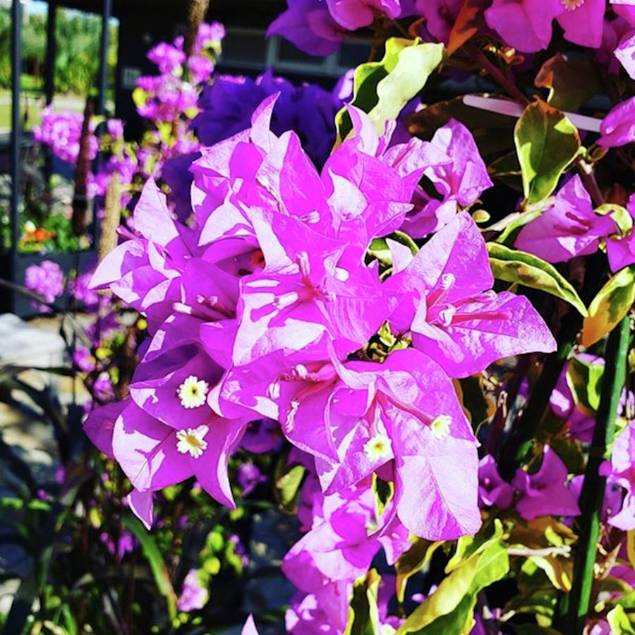 Flowers Still Life Photograph - A Purple Flower by Beautiful Flowers