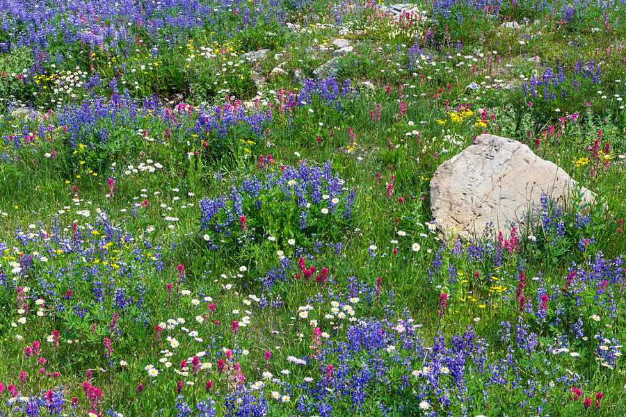 Naches Peak Wildflowers Photograph by Michael Russell