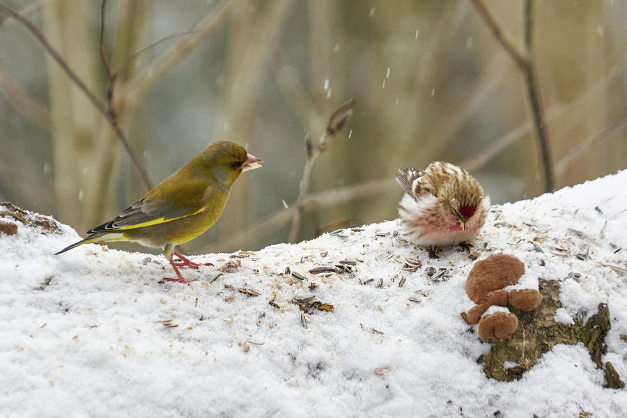 Nagging. Redpolls and greenfinches Photograph by Jouko Lehto