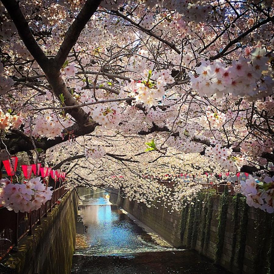 Cherryblossom Photograph - Nakameguro (中目黒) #tokyo #sakura by Kenichi Iwai