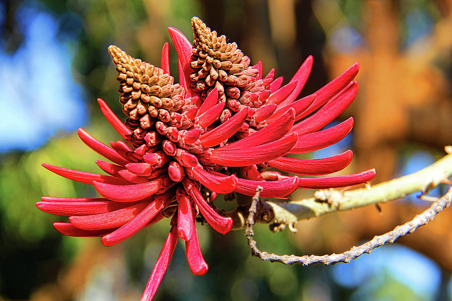 Naked Coral Tree Flower Photograph by Mariola Bitner