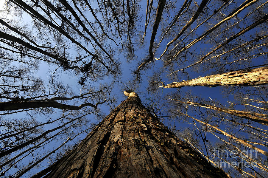 The Truffula Tree | Monterey Cypress, Ellen Browning 