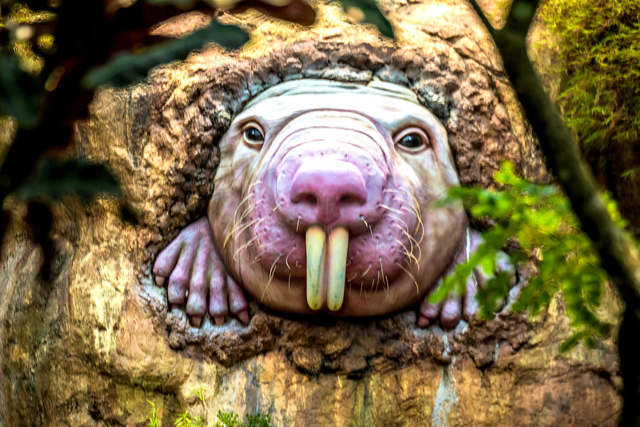 Naked Mole Rat Photograph by Jijo George