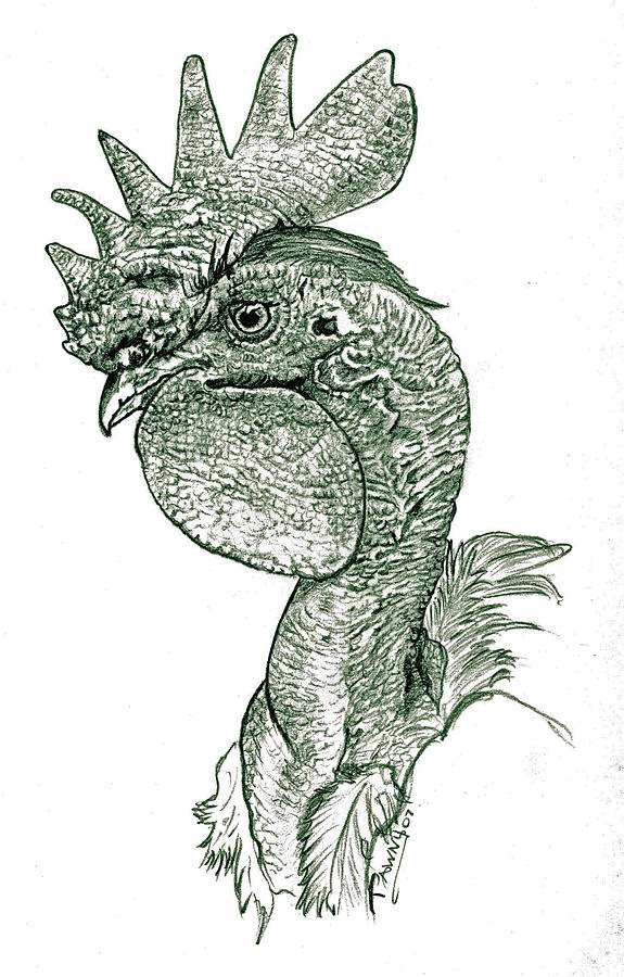 Naked neck Rooster Drawing by Susan Baker
