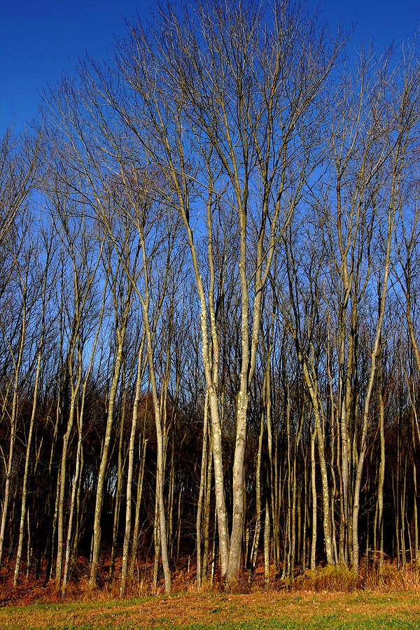Fall Photograph - Naked Trees by Nabila Khanam Fall Photograph - Naked Trees by Nabila Khanam