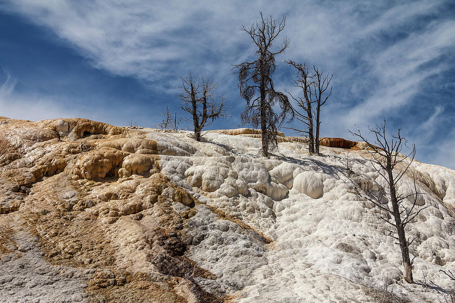 Naked Trees of Yellowstone Photograph by Steven Bateson