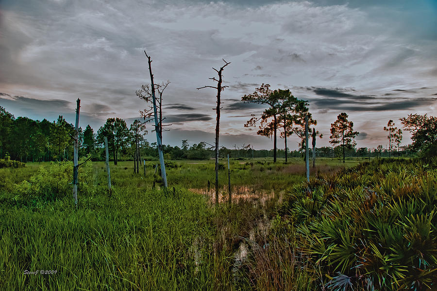 Naked Trees Swamp Photograph by Stephen Johnson