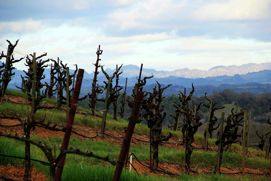 Naked Vines Photograph By Pauline Darrow Pixels