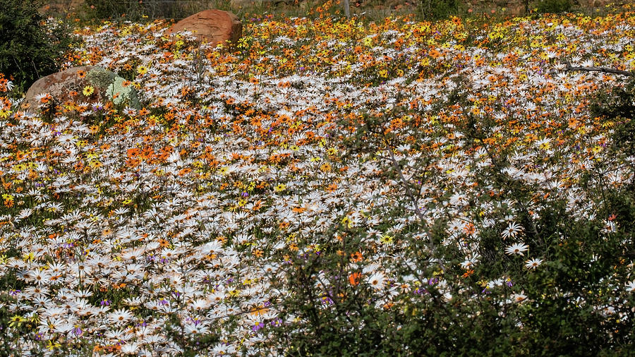Flower Photograph - Namaqualand blooming by Claudio Maioli