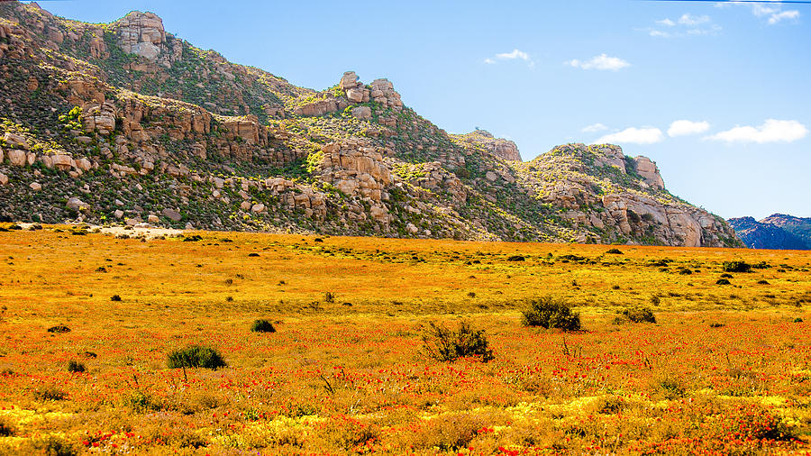 Namaqualand daisies  Photograph by Patrick Kain